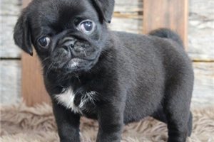 Laykin - Pug for sale