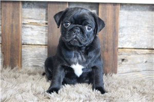 Stiles - Pug for sale