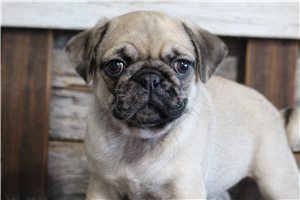 Stewart - Pug for sale