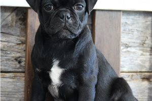 Anita - puppy for sale