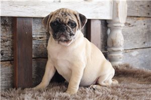 Nile - Pug for sale