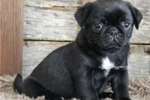 Beauty - Pug for sale