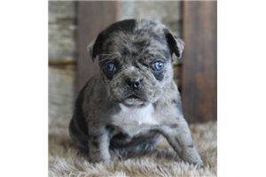 Tilly - Pug for sale