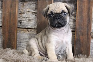 Nimbus - Pug for sale