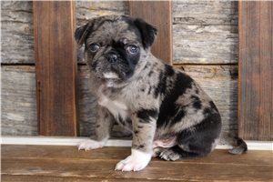 Bodie - Pug for sale