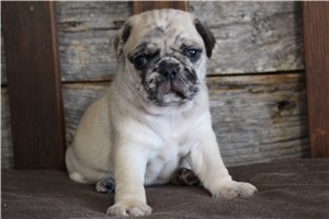 Konrad - puppy for sale