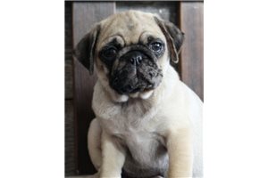 Nat - Pug for sale