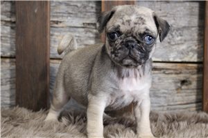 Norma - Pug for sale