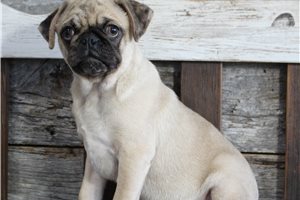 Archie - Pug for sale