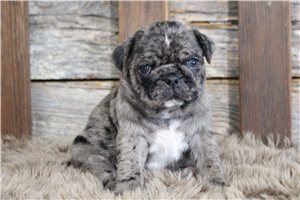 Shiloh - puppy for sale