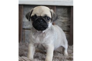 Annabell - puppy for sale
