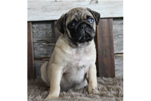Finn - Pug for sale