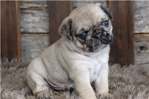 Stewart - puppy for sale