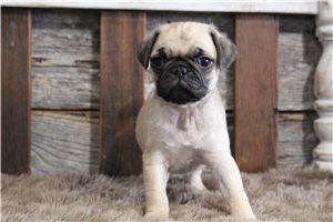 Nikau - Pug for sale