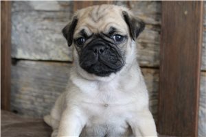 Kenny - Pug for sale