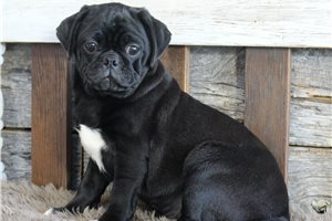 Hines - Pug for sale