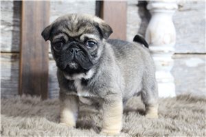 Evie - puppy for sale