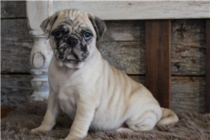 Konrad, a Pug puppy