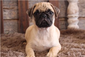 Nikau - Pug for sale