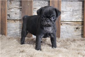 Nora - Pug for sale