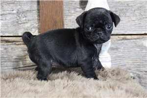 Nori - Pug for sale