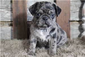 Orville - Pug for sale