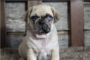 Otis - Pug for sale