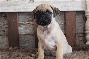 Nimbus - Pug for sale