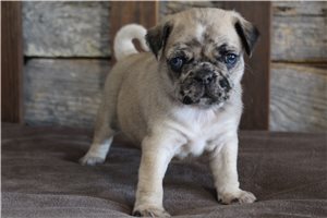 Kingsley - Pug for sale