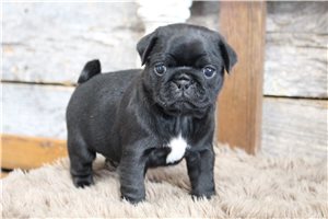 Stiles - Pug for sale