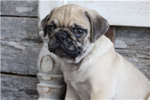 Stewart - Pug for sale