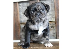 Darla - Pug for sale