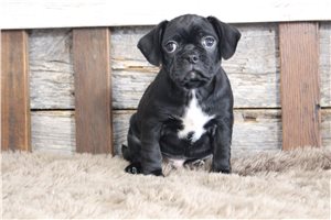 Lamont - Puggle for sale