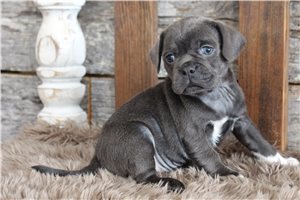 Jameson - puppy for sale