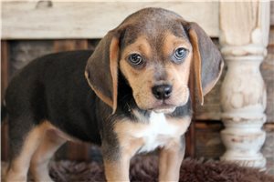 Clara - Puggle for sale