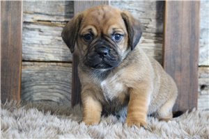 Zelda - Puggle for sale