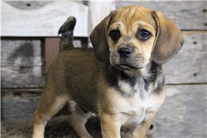 Sawyer - Puggle for sale