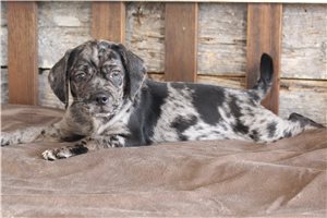 Gerry - Puggle for sale