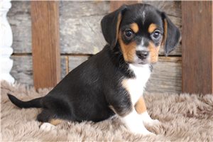 Camille - puppy for sale