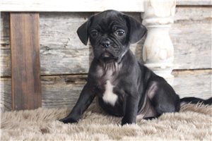 Lance - puppy for sale