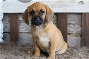Zola - Puggle for sale