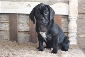 Geyer - Puggle for sale