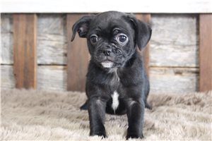 Lambert - Puggle for sale