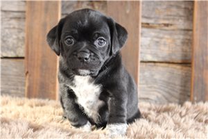 Chris - Puggle for sale