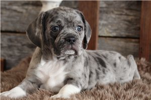 Joseph - puppy for sale