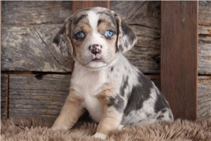 Coral - puppy for sale