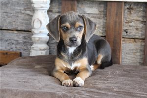 Caro - Puggle for sale