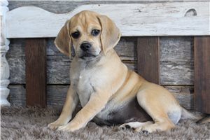 Zeus - Puggle for sale