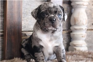 Axel - Puggle for sale