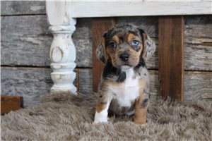 Carnation - Puggle for sale